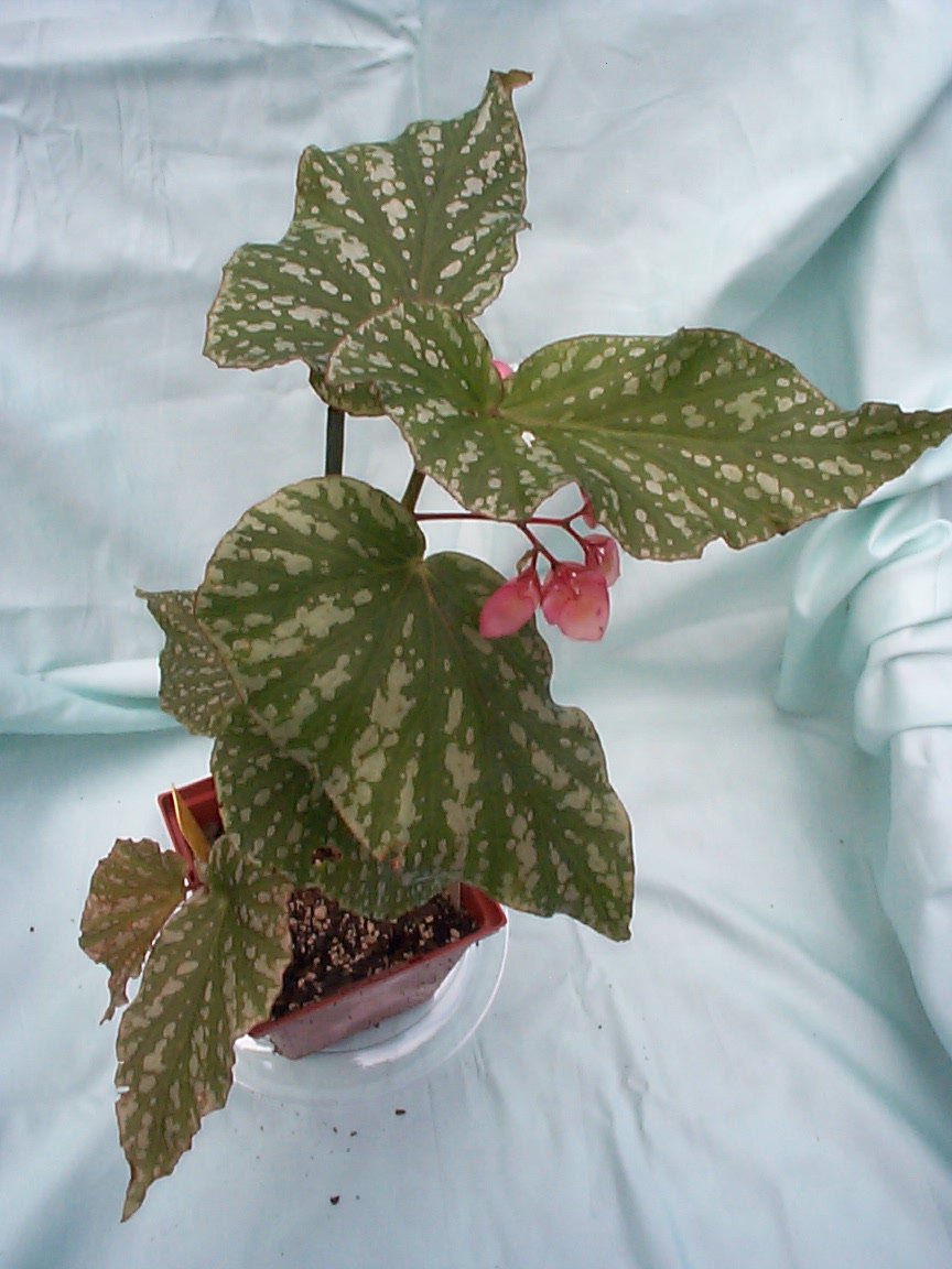 B. ‘Corliss Engle’
